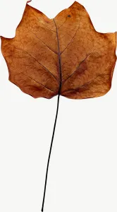 Orange maple autumn leaf, tall PNG with transparent background, real photo cutout