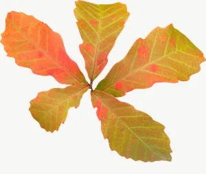 Orange maple autumn leaf, round PNG with transparent background, real photo cutout