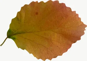 Orange oval autumn leaf, curled PNG with transparent background, real photo cutout