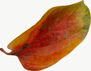 Orange oval autumn leaf, flat leaf PNG with transparent background, real photo cutout