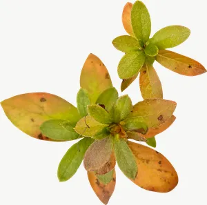 Orange succulent spray autumn leaf PNG with transparent background, real photo cutout