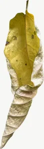Pale willow autumn leaf PNG with transparent background, real photo cutout