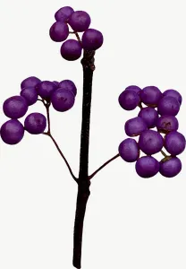 Purple berry spray autumn leaf PNG with transparent background, real photo cutout