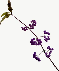 Purple blossom spray autumn leaf PNG with transparent background, real photo cutout