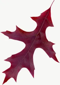 Purple oak autumn leaf PNG with transparent background, real photo cutout