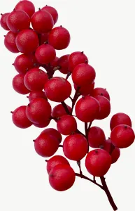 Red berry cluster autumn leaf PNG with transparent background, real photo cutout