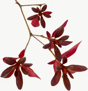 Red berry spray autumn leaf, curled PNG with transparent background, real photo cutout