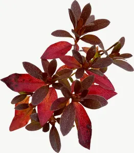 Red berry spray autumn leaf, flat leaf PNG with transparent background, real photo cutout