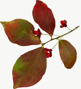 Red berry spray autumn leaf, with stem PNG with transparent background, real photo cutout
