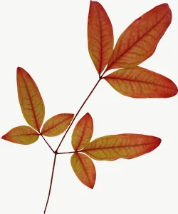 Red compound autumn leaf, curled PNG with transparent background, real photo cutout