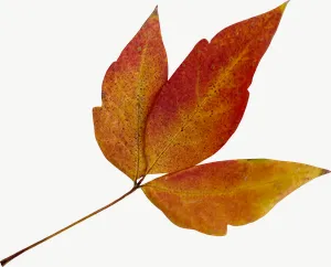 Red compound autumn leaf, flat leaf PNG with transparent background, real photo cutout
