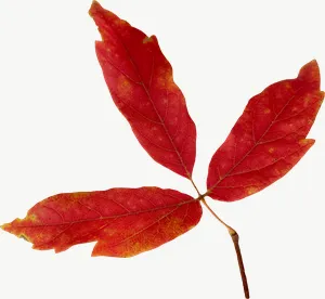 Red compound autumn leaf, with stem PNG with transparent background, real photo cutout