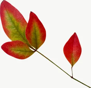 Red compound autumn leaf, left-facing PNG with transparent background, real photo cutout