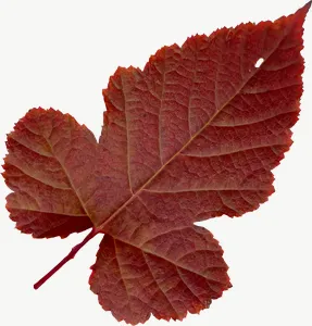 Red grape autumn leaf, curled PNG with transparent background, real photo cutout