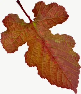 Red grape autumn leaf, flat leaf PNG with transparent background, real photo cutout
