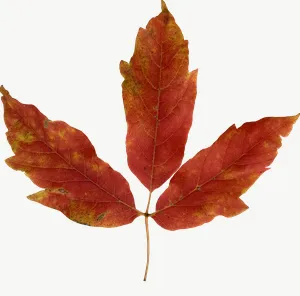 Red maple autumn leaf, round PNG with transparent background, real photo cutout