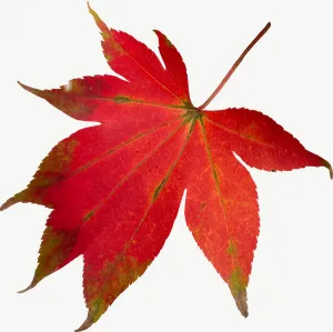 Red maple autumn leaf, curled PNG with transparent background, real photo cutout