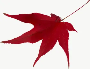 Red maple autumn leaf, wide PNG with transparent background, real photo cutout