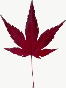 Red maple autumn leaf, tall PNG with transparent background, real photo cutout