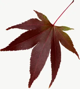 Red maple autumn leaf, flat leaf PNG with transparent background, real photo cutout