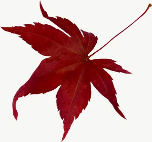 Red maple autumn leaf, with stem PNG with transparent background, real photo cutout