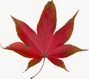 Red maple autumn leaf, compound PNG with transparent background, real photo cutout