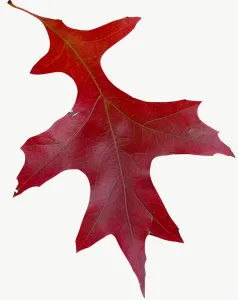 Red oak autumn leaf, curled PNG with transparent background, real photo cutout