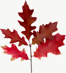 Red oak autumn leaf, flat leaf PNG with transparent background, real photo cutout