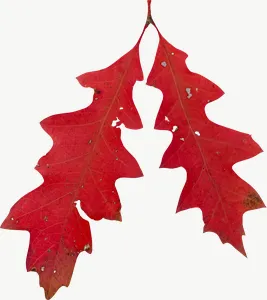 Red oak autumn leaf, with stem PNG with transparent background, real photo cutout