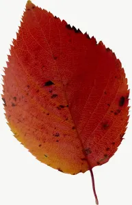 Red oval autumn leaf, close-up PNG with transparent background, real photo cutout