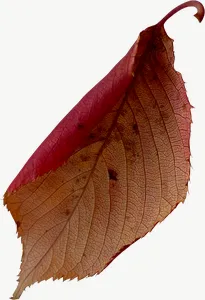 Red oval autumn leaf, curled PNG with transparent background, real photo cutout