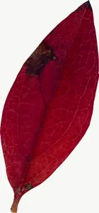 Red oval autumn leaf, flat leaf PNG with transparent background, real photo cutout