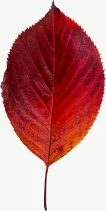 Red oval autumn leaf, close-up, high bloom PNG with transparent background, real photo cutout