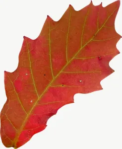 Red serrated autumn leaf, round PNG with transparent background, real photo cutout
