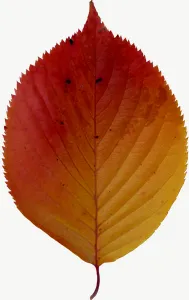 Red serrated autumn leaf, tall PNG with transparent background, real photo cutout