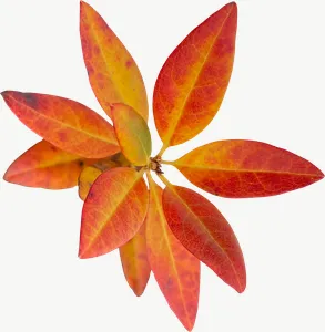 Red star autumn leaf PNG with transparent background, real photo cutout
