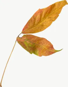 Tan compound autumn leaf PNG with transparent background, real photo cutout