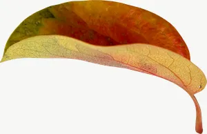 Two tone oval autumn leaf PNG with transparent background, real photo cutout