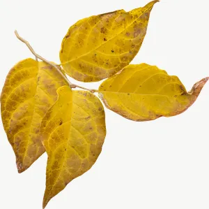Yellow compound autumn leaf, left-facing PNG with transparent background, real photo cutout
