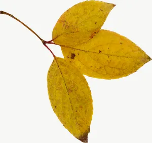 Yellow compound autumn leaf, curled PNG with transparent background, real photo cutout