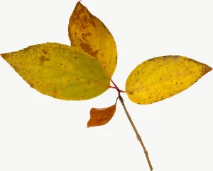 Yellow compound autumn leaf, high bloom PNG with transparent background, real photo cutout