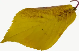 Yellow elm autumn leaf PNG with transparent background, real photo cutout