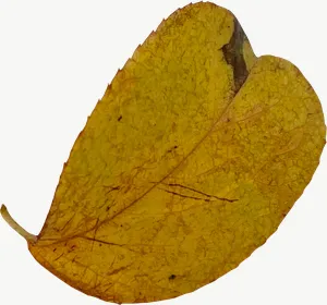 Yellow heart autumn leaf PNG with transparent background, real photo cutout