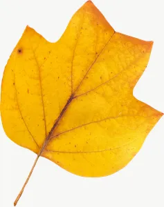 Yellow maple autumn leaf, close-up PNG with transparent background, real photo cutout