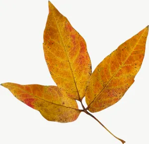 Yellow maple autumn leaf, curled PNG with transparent background, real photo cutout