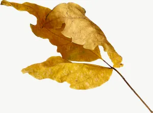 Yellow oak autumn leaf PNG with transparent background, real photo cutout