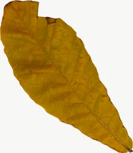 Yellow oval autumn leaf, round PNG with transparent background, real photo cutout