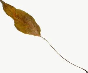 Yellow oval autumn leaf, round, loosely framed PNG with transparent background, real photo cutout