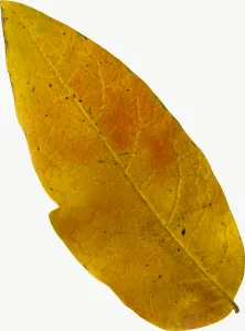 Yellow oval autumn leaf, tall PNG with transparent background, real photo cutout