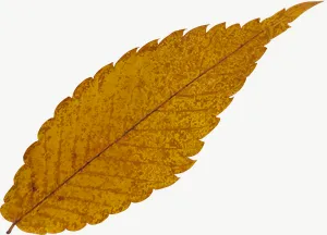 Yellow serrated autumn leaf, wide PNG with transparent background, real photo cutout